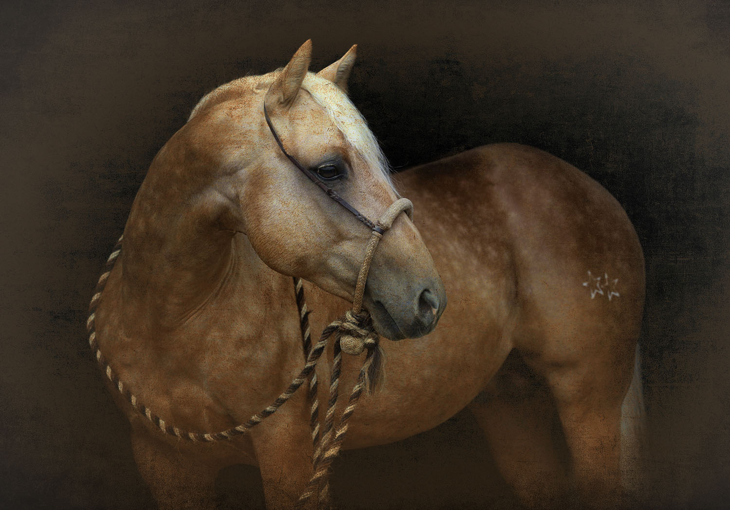 Nine Lives Portrait in Hackamore